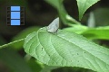 Scene 51_Hairstreak on Leaf past Garbage Dump